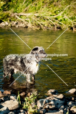 Lurcher standing in river