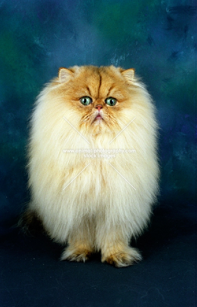 front view of a golden Persian