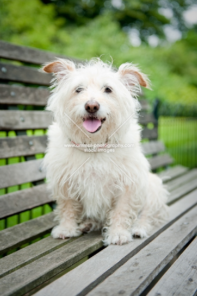 dog sitting on a park bench