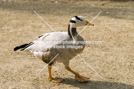 bar headed goose side view