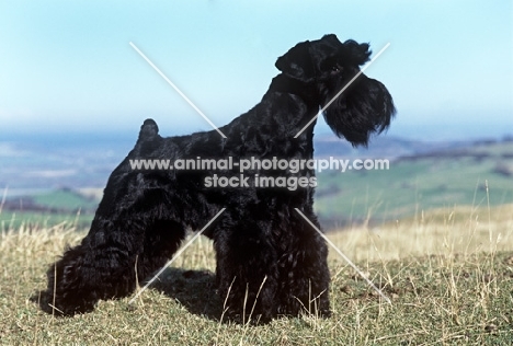 champion miniature schnauzer, standing on a hilltop