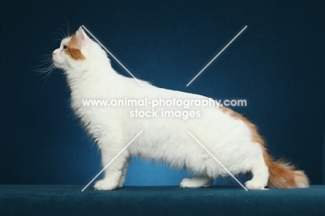 Turkish Van, side view