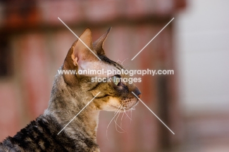 Cornish Rex proflie