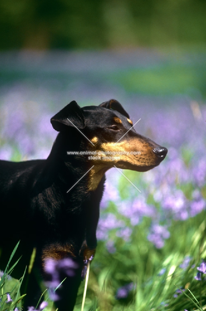 keyline gloriana, manchester terrier, head stuidy with bluebells