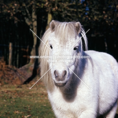white shetland pony looking at camera