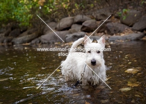 wheaten Scottish Terrier puppy wading in creek.