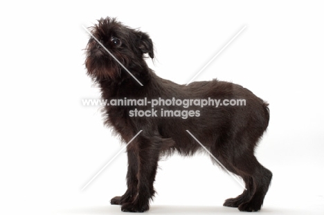 young black Griffon Bruxellois on white background, side view