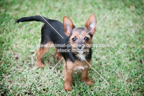 terrier mix puppy standing in grass