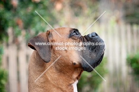 profile of boxer