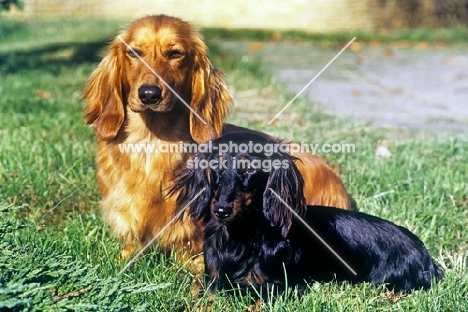 two longhaired dachshunds, one miniature, frankwen super smart, ch shenaligh fairy footsteps, 