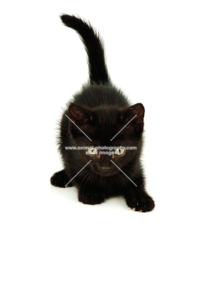 black shorthair kitten ready to jump