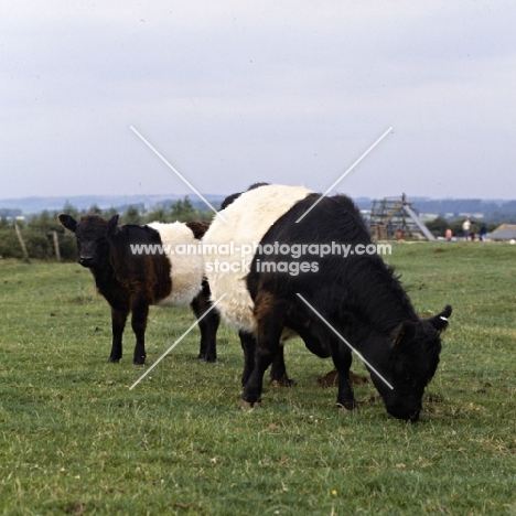 belted galloway cow and calf