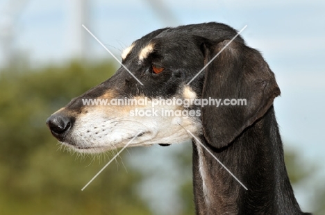 Saluki