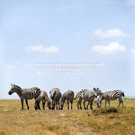 group of zebras