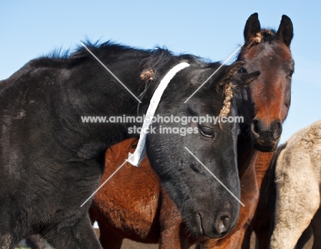 Morgan Horse tagged