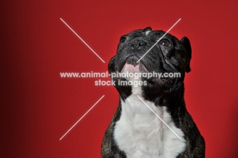 French Bulldog begging with red background