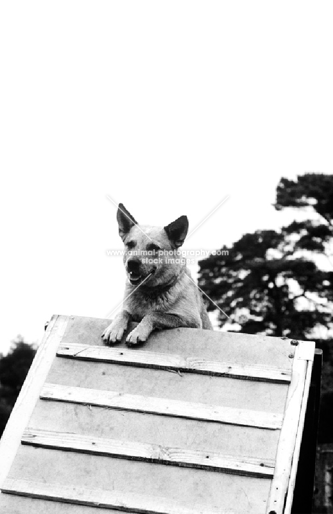 australian cattle dog at the top of a training obstacle
