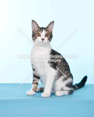 tabby and white cat on blue background