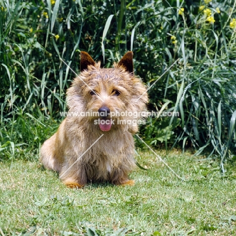 chidley love'em and leave'em, norwich terrier from usa sitting on grass in england