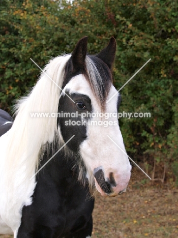 Piebald horse, portrait