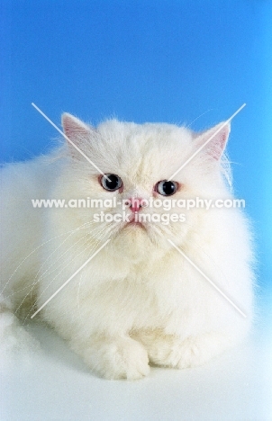 blue eyed white Persian