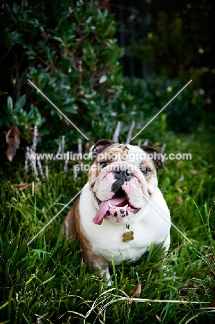 english bulldog smiling