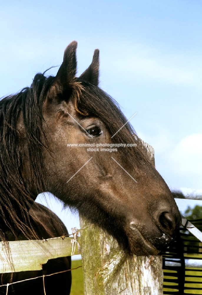 dales pony looking over fence