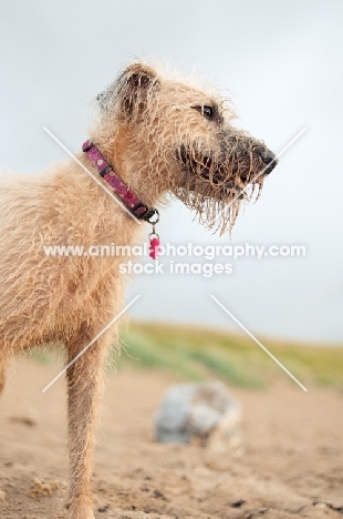 wet Lurcher on beach