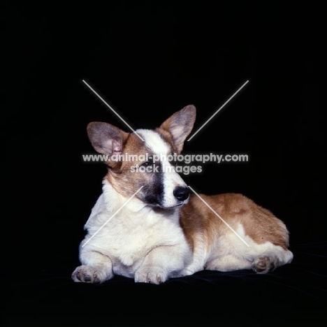 pembroke corgi lying