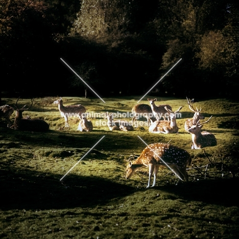 fallow deer in shafts of sunlight