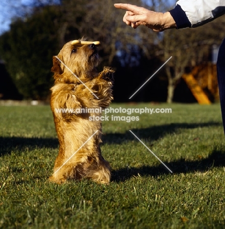 norfolk terrier balancing biscuit