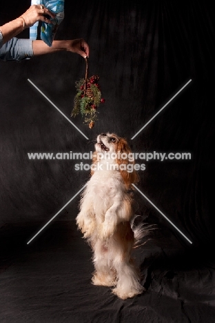 Cavalier king charles spaniel looking up a Christmas decoration