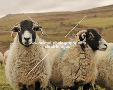 two Swaledale sheep and one looking at camera