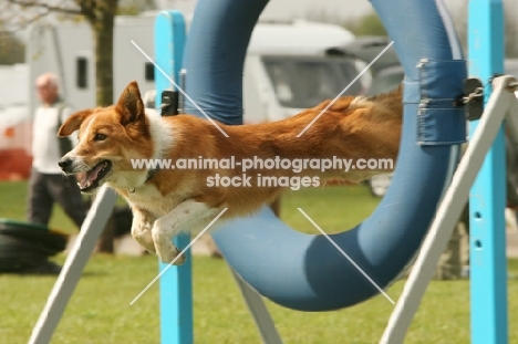 Terrier crossbreed jumping through hoop