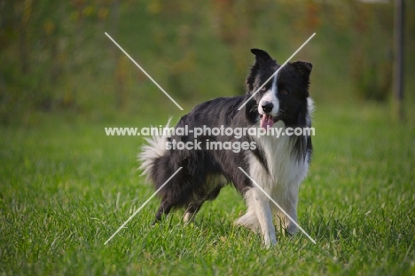 black and white border collie running standing in a park