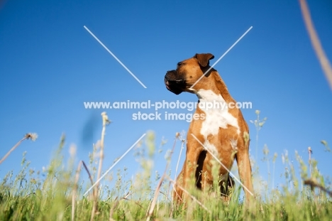 Boxer in summer