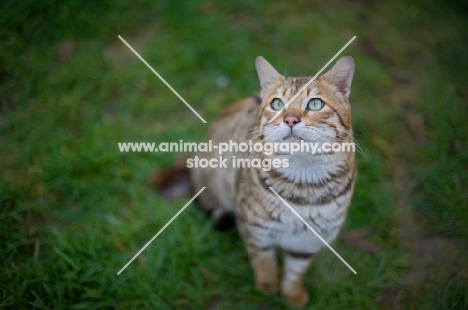 outdoor shot of a male Bengal sitting on a grass field