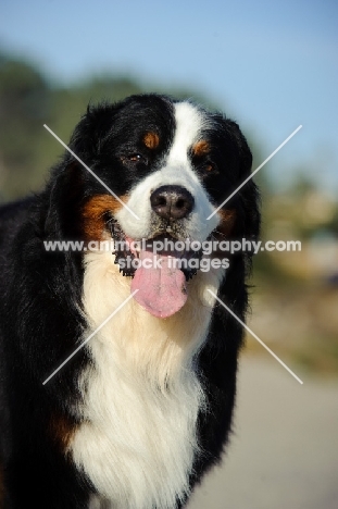 Bernese Mountain Dog looking at camera