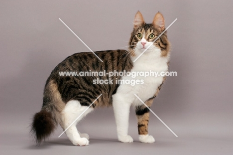 Turkish Angora cat, standing, brown mackerel tabby & white colour