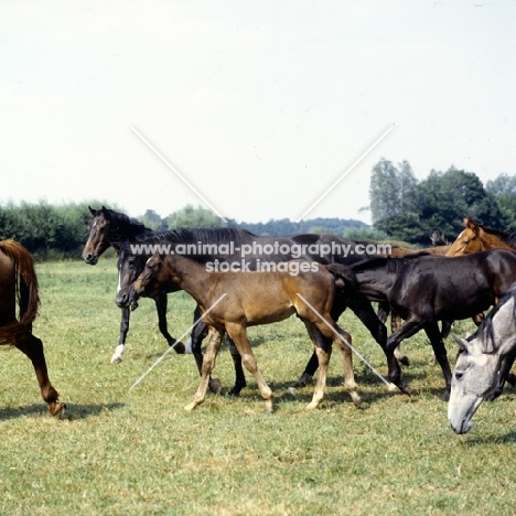 group of westphalian warmblood mares and foals