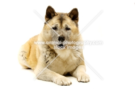 Large Akita dog lying isolated on a white background