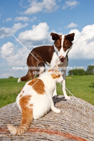 Border Collie looking at cat