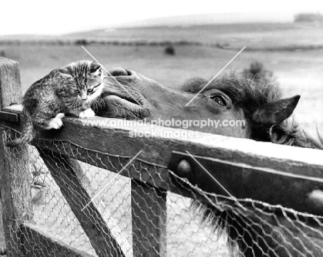Pony looking at kitten on fence
