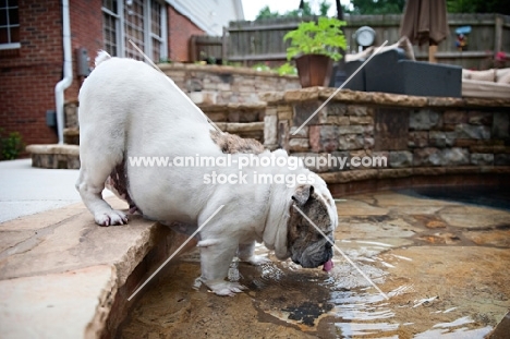 english bulldog drinking from swimming pool