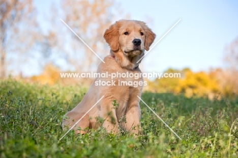 Golden Retriever in spring