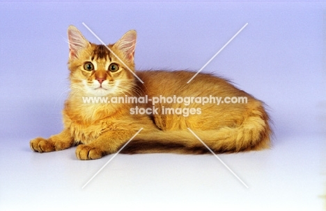 chocolate Somali kitten