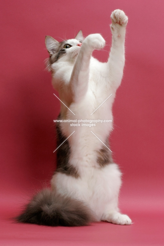 Norwegian Forest  Cat reaching up, blue classic tabby & white colour