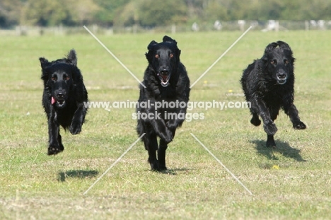 Flatcoated Retrievers running