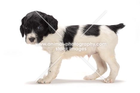 Brittany puppy on white background