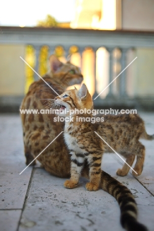 bengal kitten meowing, mother in the background